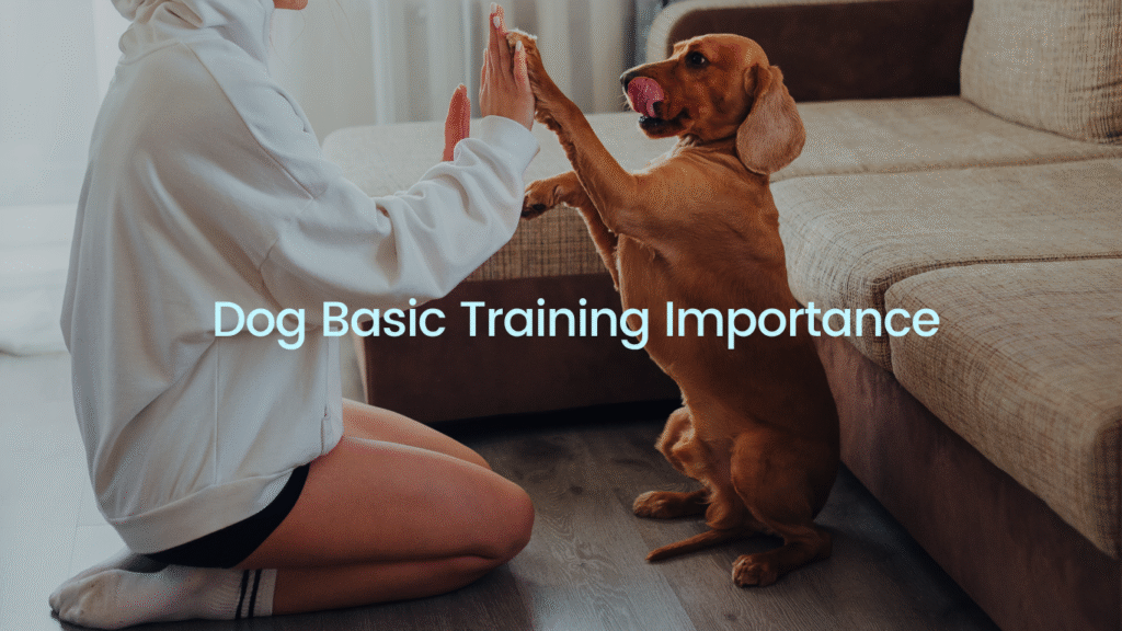 Dog Basic Training Importance
