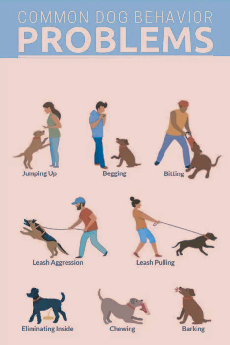 What Does Dog Behavior Training Include